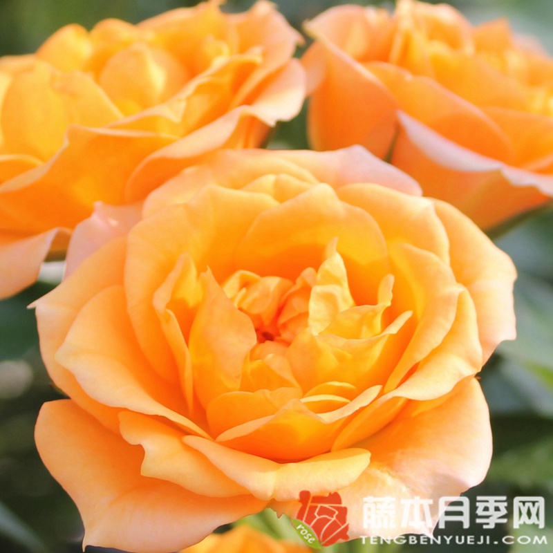 小柑橘