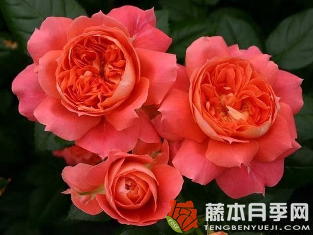 橙色花环月季优缺点