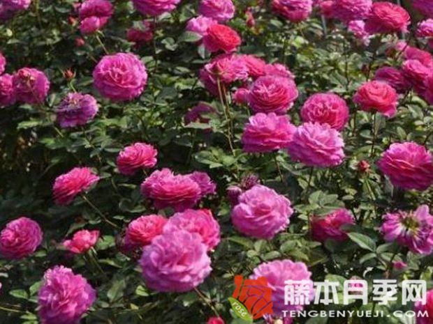 珠宝月季优缺点