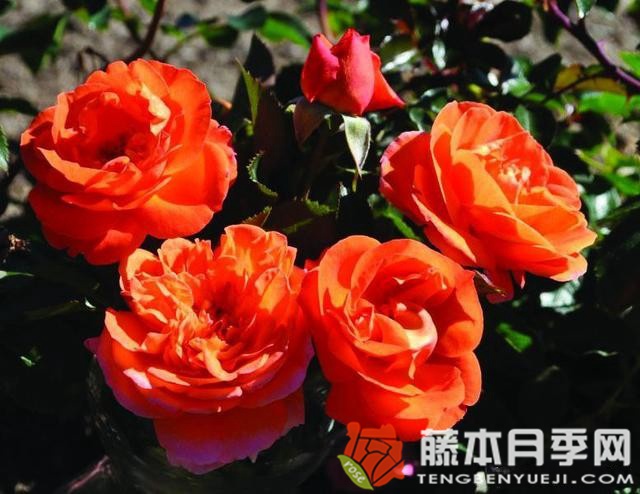 芒果阳台月季优缺点