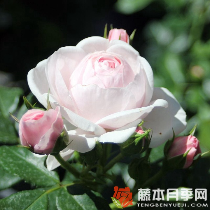 汉斯.戈纳文月季