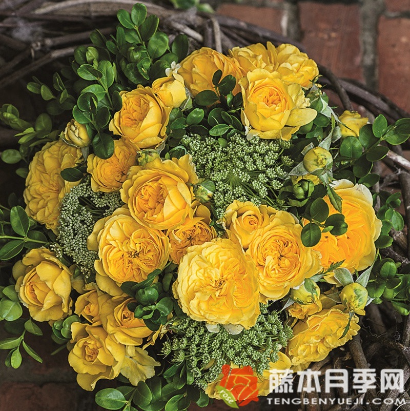 茵卡月季