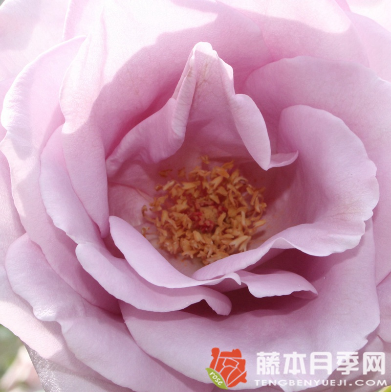 美因茨狂欢节月季