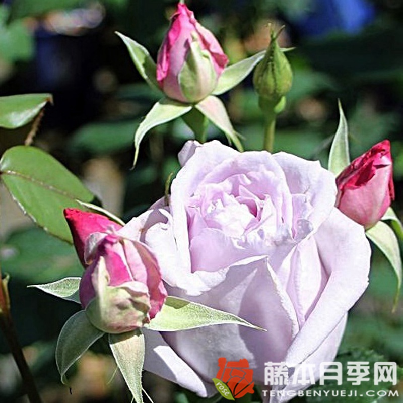 美因茨狂欢节月季