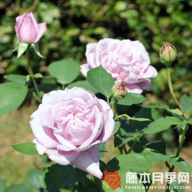美因茨狂欢节月季