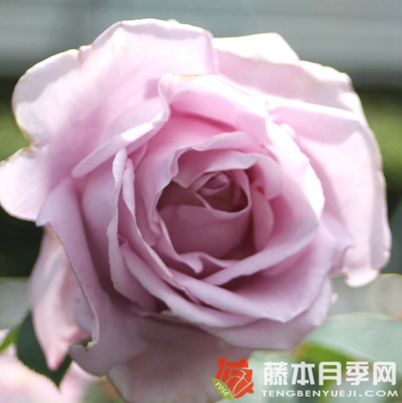 美因茨狂欢节月季