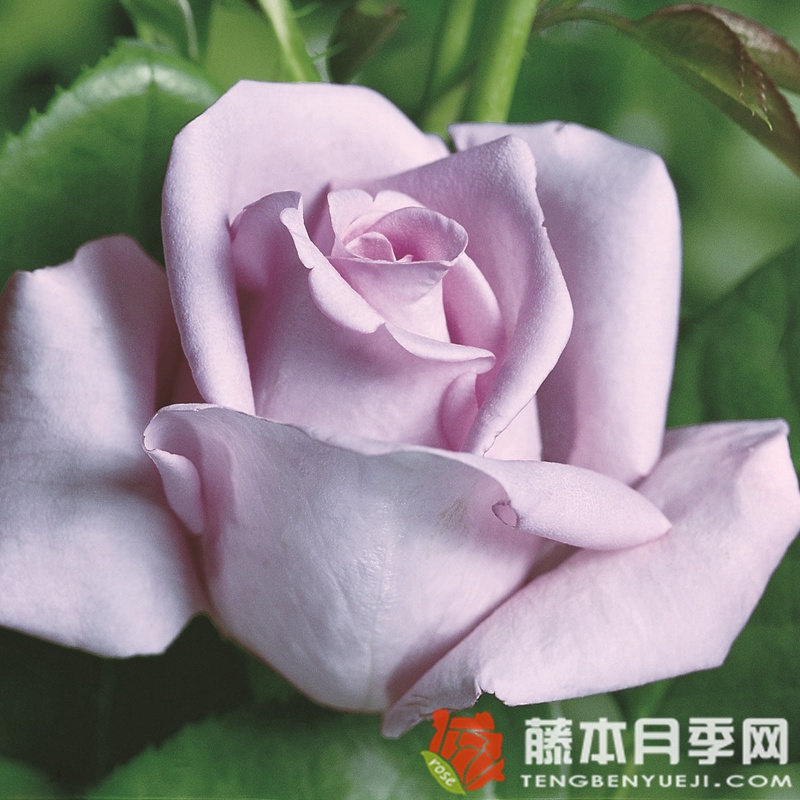 美因茨狂欢节月季