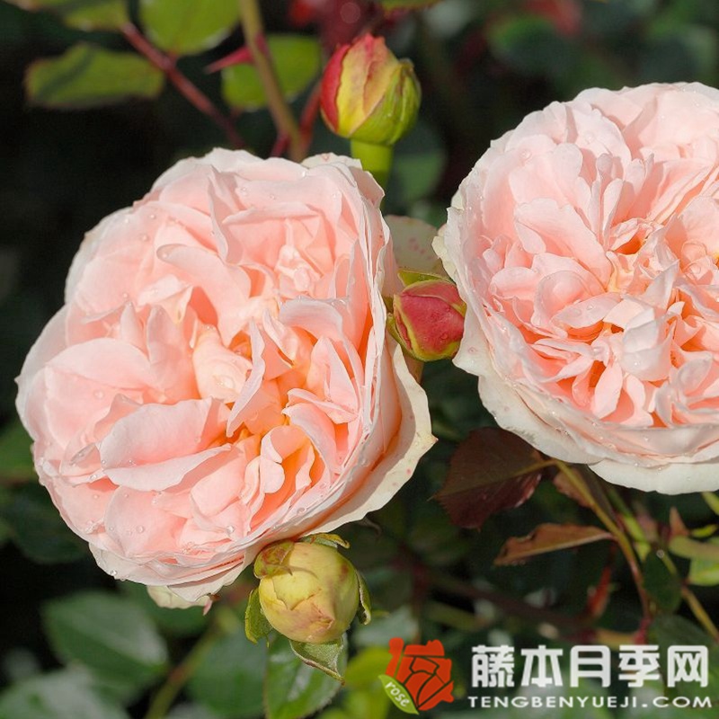 马蒂亚斯·克劳迪斯月季