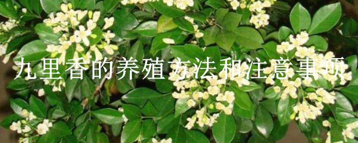 九里香的养殖方法和注意事项(详细解答)