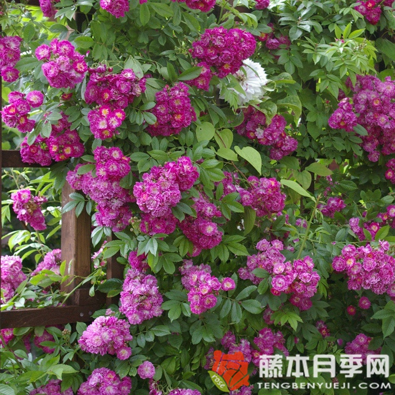 永恒蓝色月季