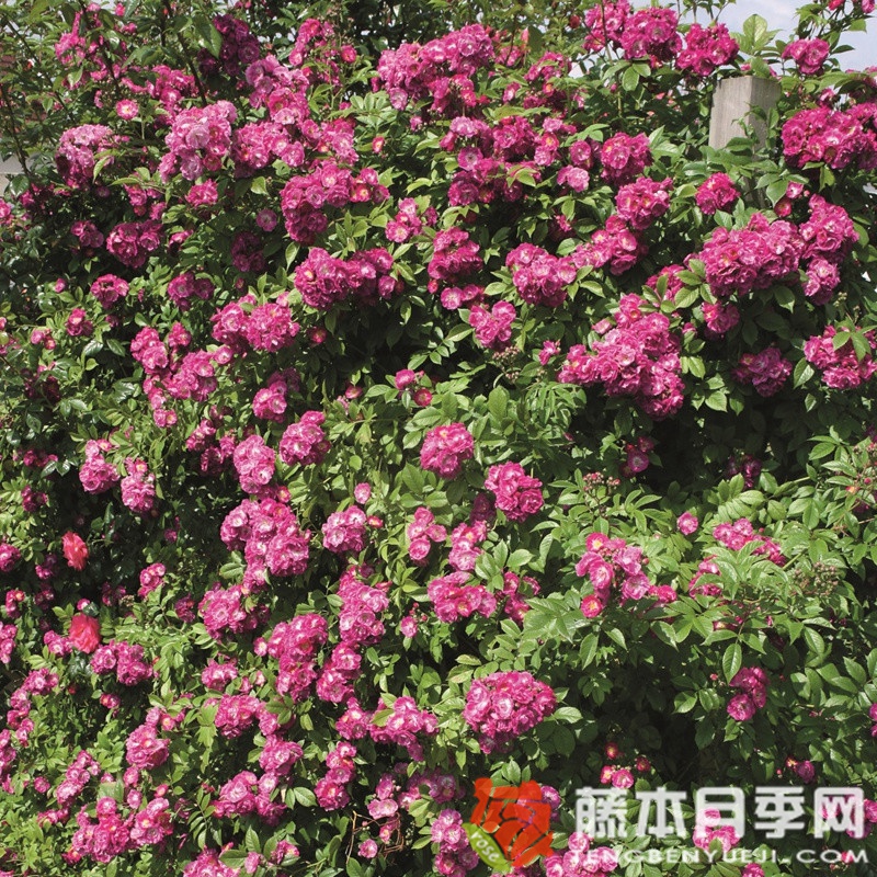 永恒蓝色月季