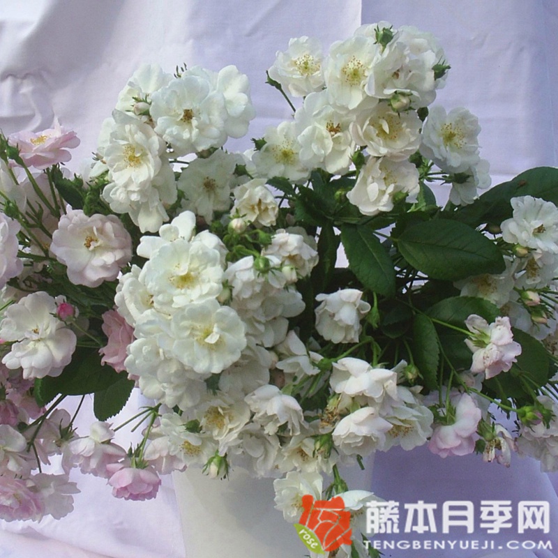 不眠羞涩Perennial Blush
