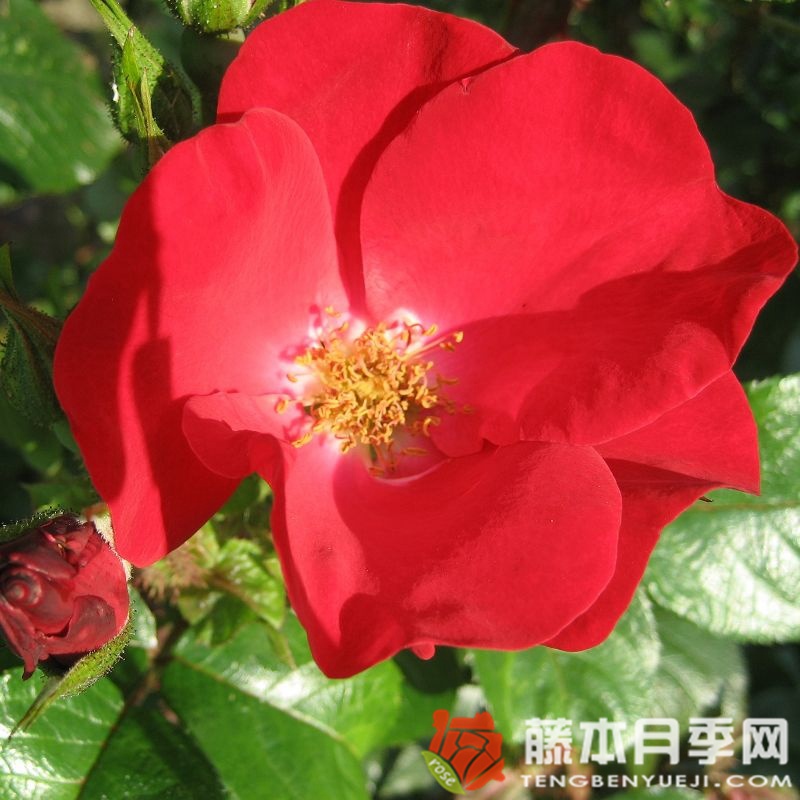 罗布斯塔月季