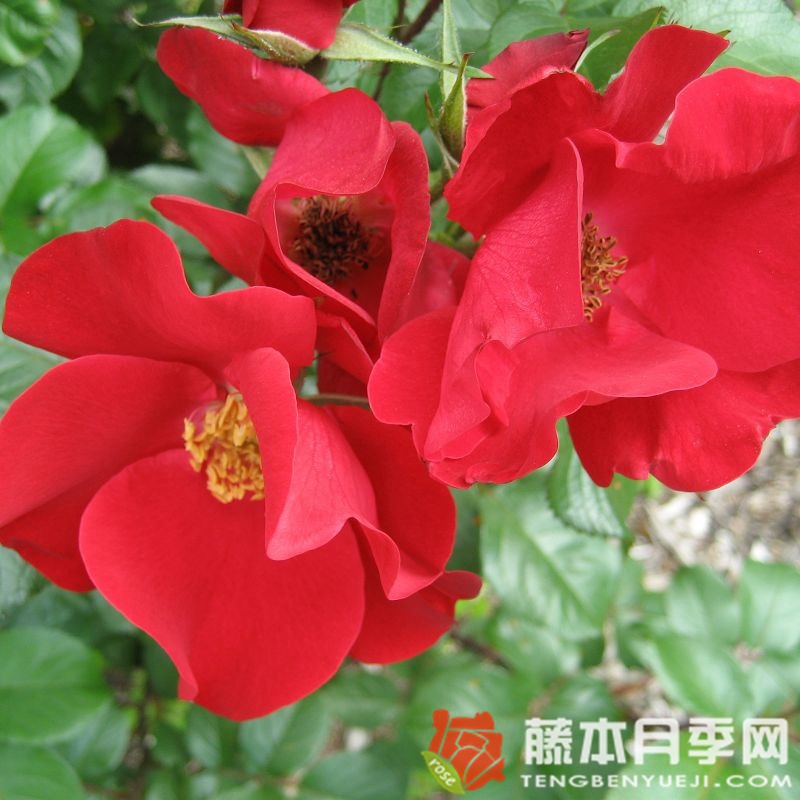 罗布斯塔月季
