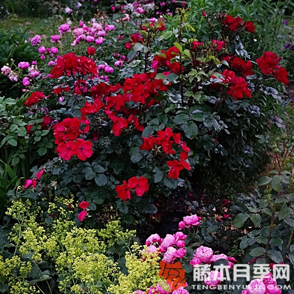 罗布斯塔月季