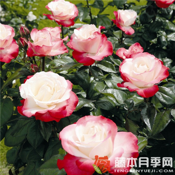思乡月季/怀旧乡愁月季优缺点