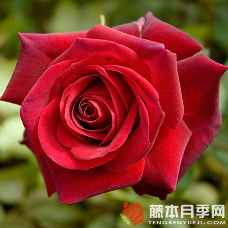 伊迪丝琵雅芙月季优缺点