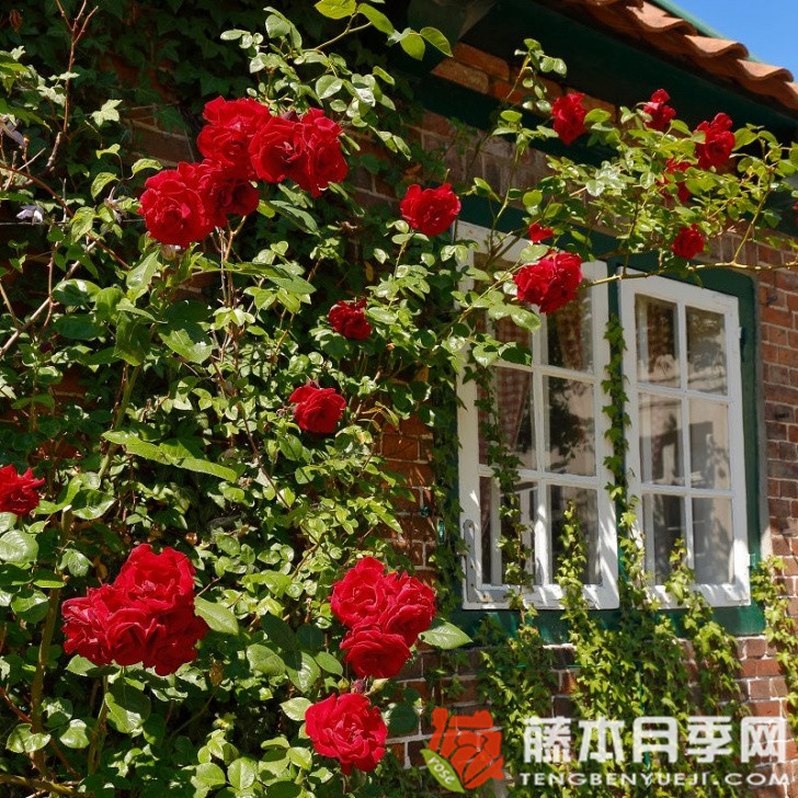 桑塔纳月季