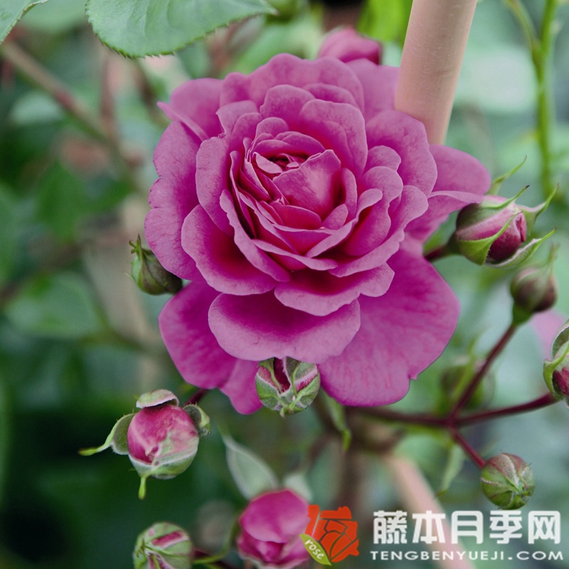 明星梅琳娜月季