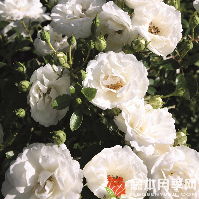 白色婴儿White Babyflor 