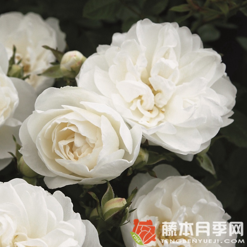 白色婴儿White Babyflor 