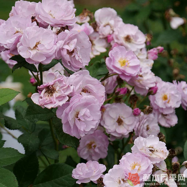 丁香花束月季优缺点