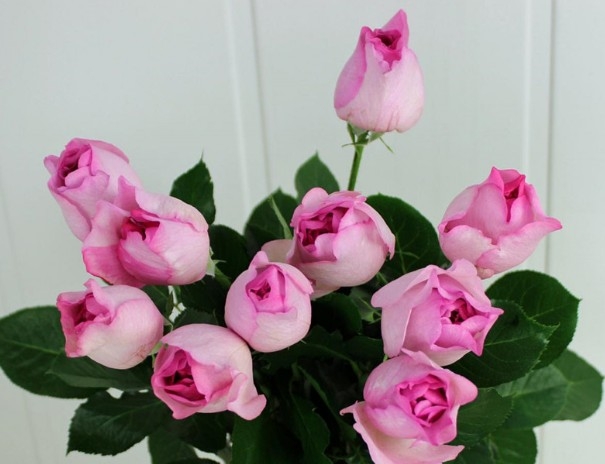 伊芙草莓树月季优缺点