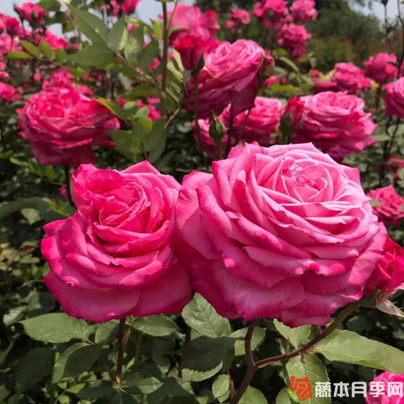 桃灼蓝天