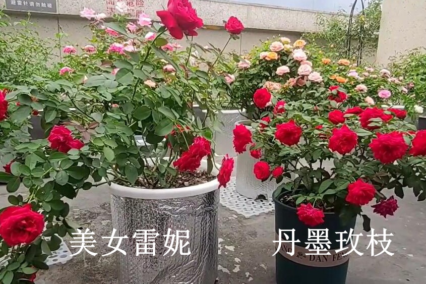 美女雷妮和丹墨玫枝月季的区别