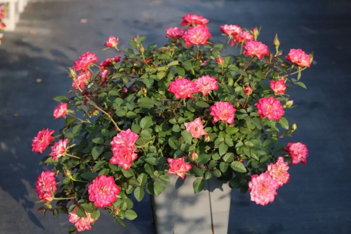 飞萤月季优缺点