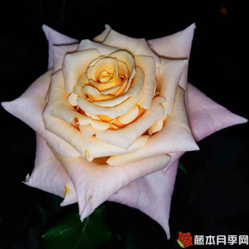 极昼