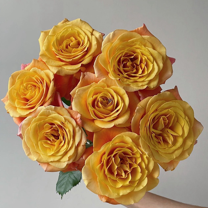 花火香水