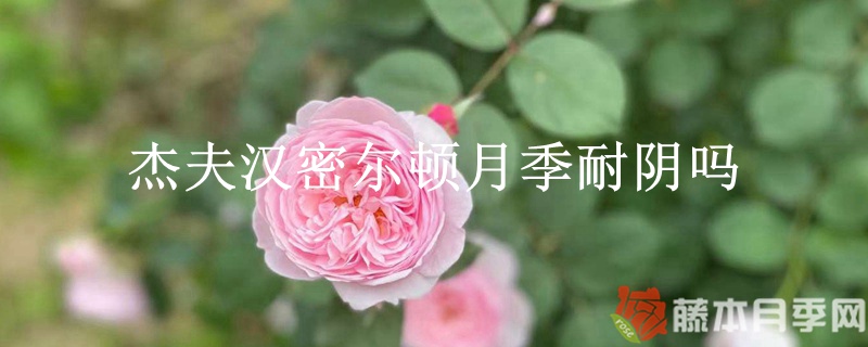 杰夫汉密尔顿月季耐阴吗