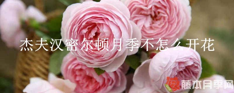 杰夫汉密尔顿月季不怎么开花