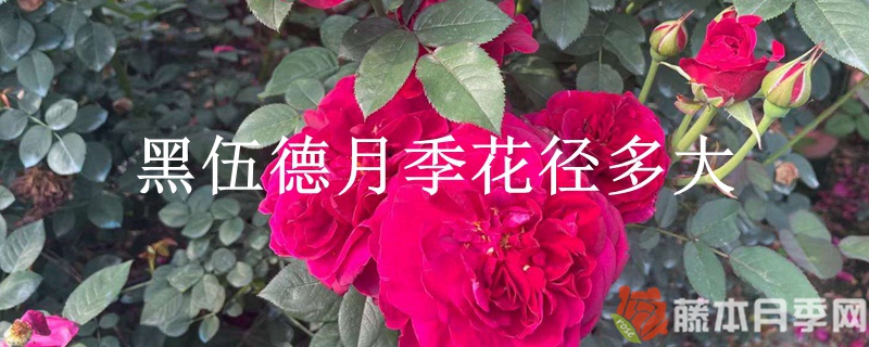 黑伍德月季花径多大