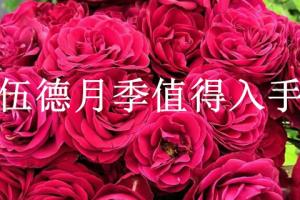 黑伍德月季值得入手吗