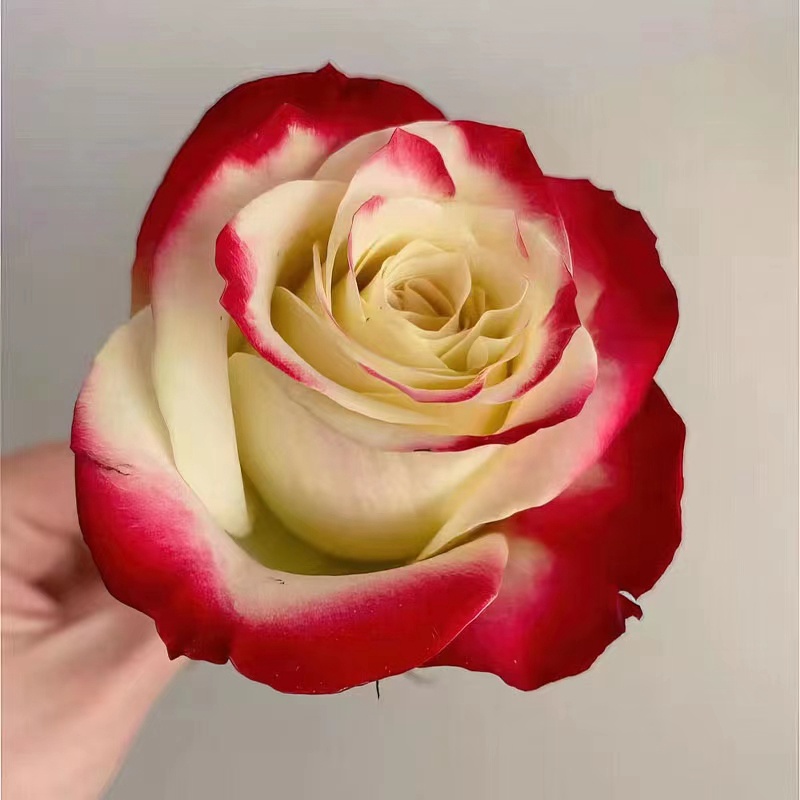 女皇陛下