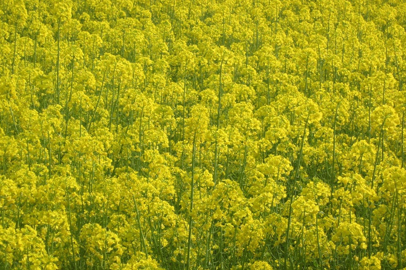 油菜花什么时候开花(油菜花花期)