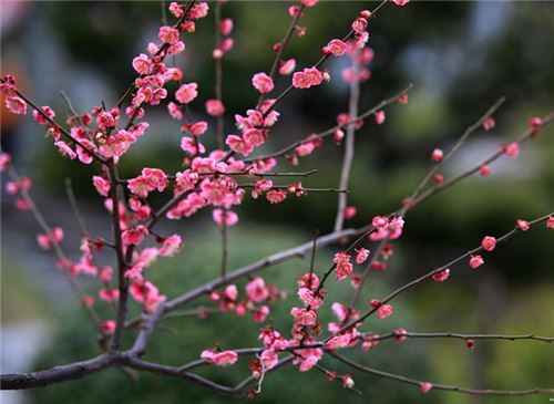 花中四君子指的是哪四种花