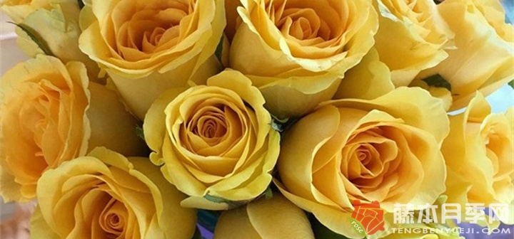 黄色玫瑰寓意和花语