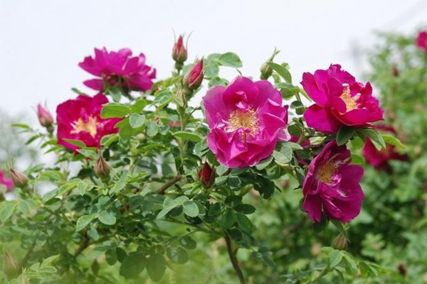 玫瑰花种子几月播种最好? 