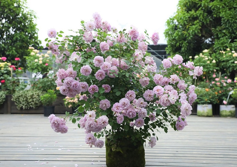 蓝色阴雨月季花瀑养成攻略