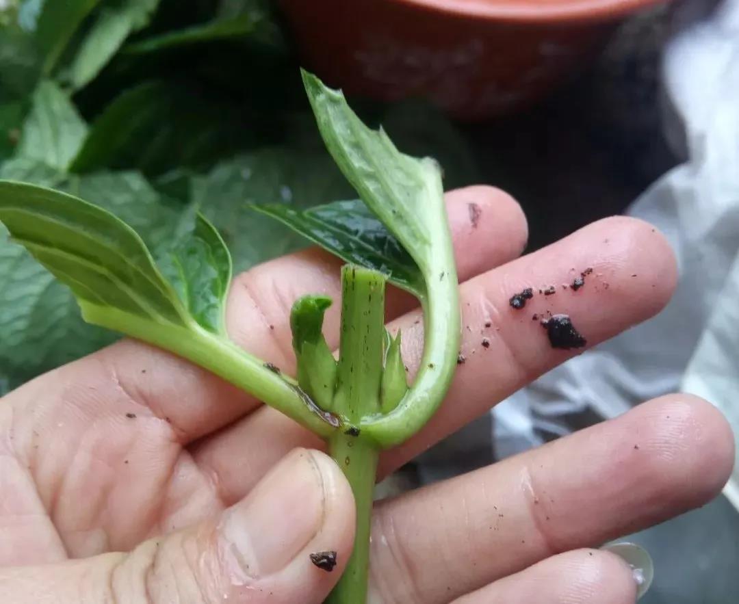 广东茶绿茶红茶分享一片小小茶叶巧妙用扦插法长成茶苗 - 知乎