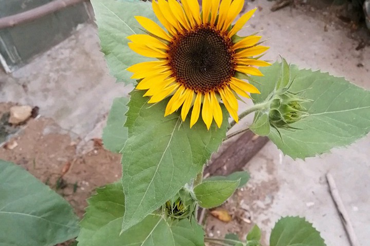 向日葵几点开花(向日葵每天几点钟开花)