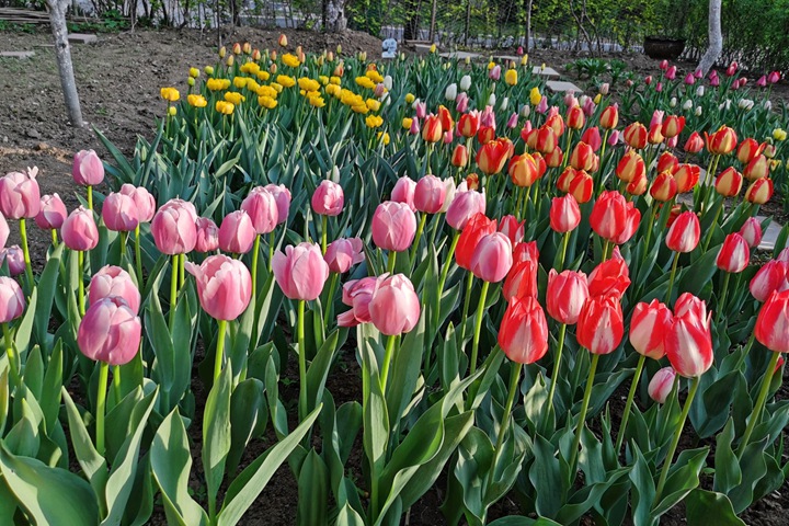 郁金香什么时候开花(郁金香花期)