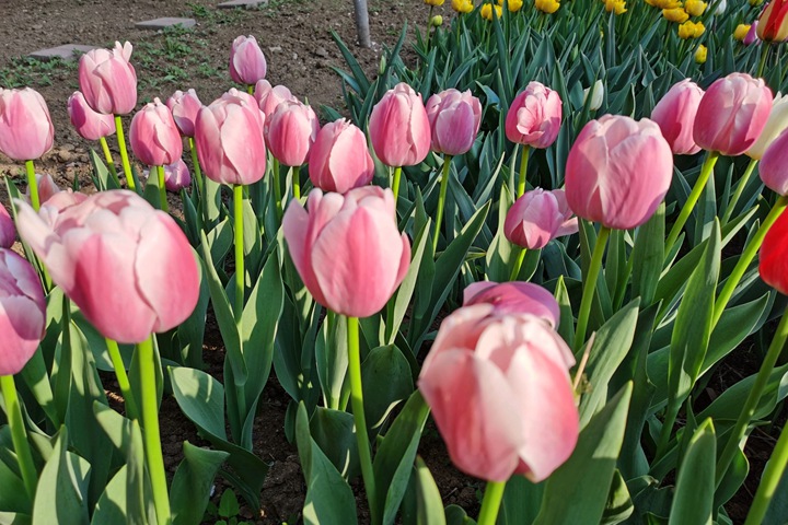 郁金香什么时候开花(郁金香花期)