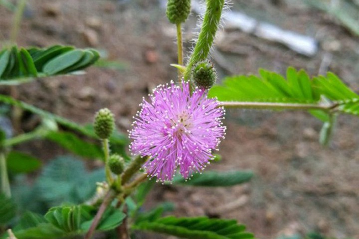 含羞草会开花吗(含羞草花是什么样子的)