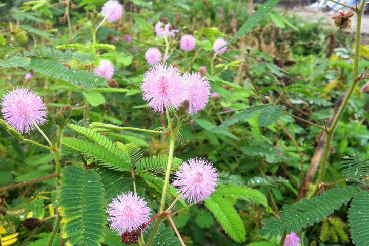 含羞草会开花吗(含羞草花是什么样子的)