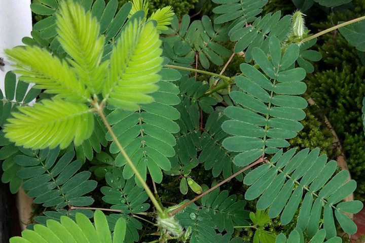 含羞草会开花吗(含羞草花是什么样子的)