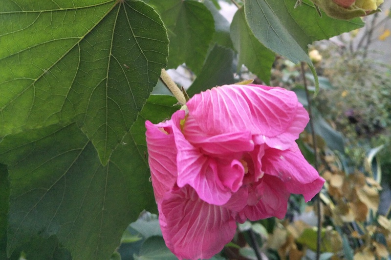 芙蓉花什么时候开(芙蓉花的花期)